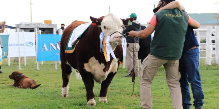 Se realizó la Rural de Choele Choel y los ganaderos de Río Negro pudieron volver a abrazarse luego de 755 días