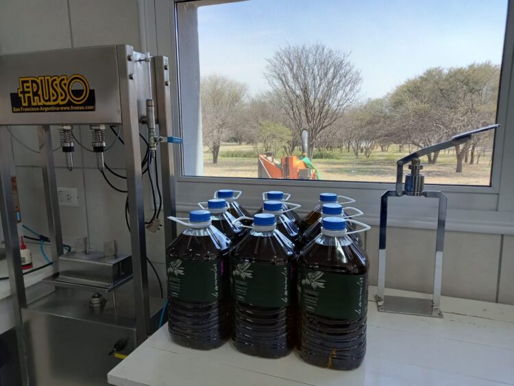 El cordobés Walter Osterode desafía el tiempo y elabora un aceite extra virgen con olivos plantados por su abuelo hace 75 años