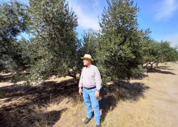 El cordobés Walter Osterode desafía el tiempo y elabora un aceite extra virgen con olivos plantados por su abuelo hace 75 años