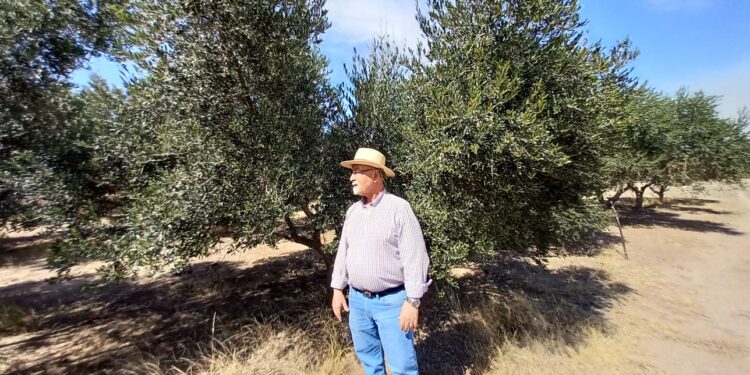El cordobés Walter Osterode desafía el tiempo y elabora un aceite extra virgen con olivos plantados por su abuelo hace 75 años