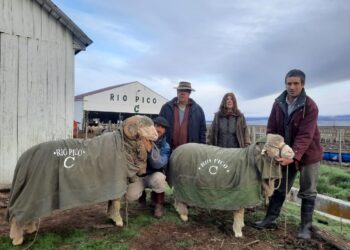 Carneros de Chubut a Uruguay, sin escalas: El productor Julián Gonzalo y su familia lograron la primera exportación desde su cabaña especializada en Merino