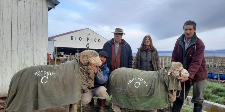 Carneros de Chubut a Uruguay, sin escalas: El productor Julián Gonzalo y su familia lograron la primera exportación desde su cabaña especializada en Merino