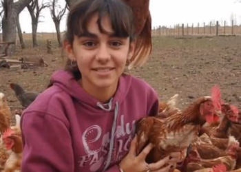 Abril Tolentino tiene 14 años y como se aburría en la pandemia se puso a criar gallinas felices: Ya tiene 800 y vende los huevos en su pueblo