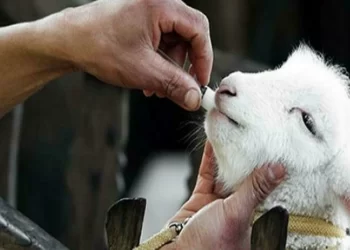 Veterinarios europeos en alerta ante una posible prohibición de ciertos antibióticos para su uso en animales