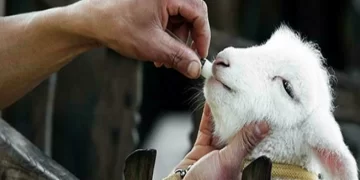 Veterinarios europeos en alerta ante una posible prohibición de ciertos antibióticos para su uso en animales