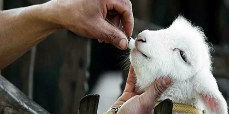 Veterinarios europeos en alerta ante una posible prohibición de ciertos antibióticos para su uso en animales