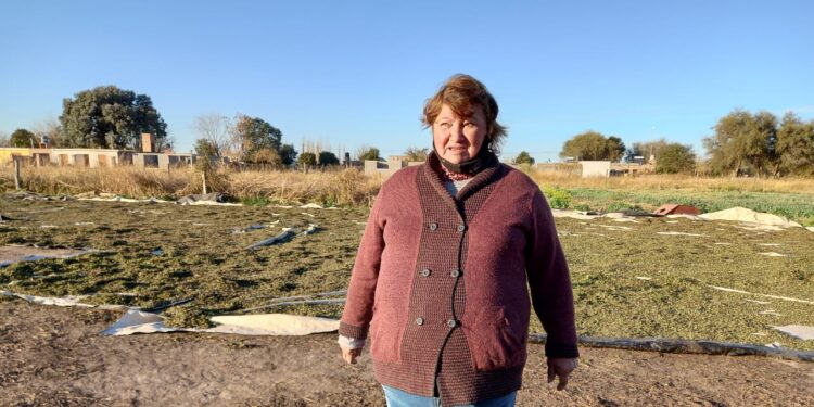 ¿De dónde viene la menta? Graciela Benegas dirige un secadero en Traslasierra y nos explicó todo el proceso, hasta antes del chicle