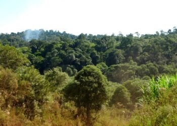 La FAO apoyará a Argentina en la implementación de un Plan de Acción Nacional de Bosques con 82 millones de dólares