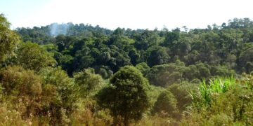 La FAO apoyará a Argentina en la implementación de un Plan de Acción Nacional de Bosques con 82 millones de dólares