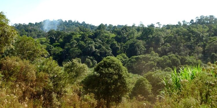 La FAO apoyará a Argentina en la implementación de un Plan de Acción Nacional de Bosques con 82 millones de dólares