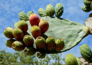 La Argentina tuneada: Un productor y una investigadora nos cuentan todo sobre la tuna, una fruta que podría crecer mucho en las zonas más áridas