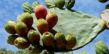 La Argentina tuneada: Un productor y una investigadora nos cuentan todo sobre la tuna, una fruta que podría crecer mucho en las zonas más áridas