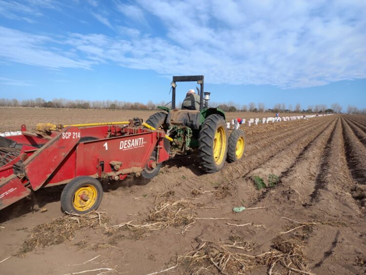 “Hacer papa agroecológica mejora el suelo”, asegura Chiara Cardinali, cuarta generación de productores que la cultivan sobre 6 hectáreas y la venden en el Mercado Central
