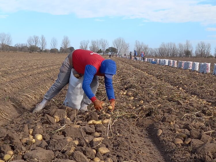 “Hacer papa agroecológica mejora el suelo”, asegura Chiara Cardinali, cuarta generación de productores que la cultivan sobre 6 hectáreas y la venden en el Mercado Central