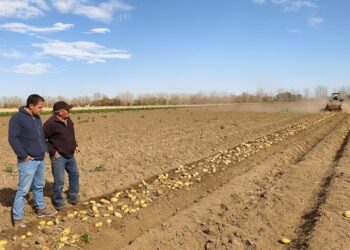 Carlos Castelli lleva 44 años sembrando papa en Villa Dolores y trabajó para que se puedan hacer dos cosechas por año en esa región