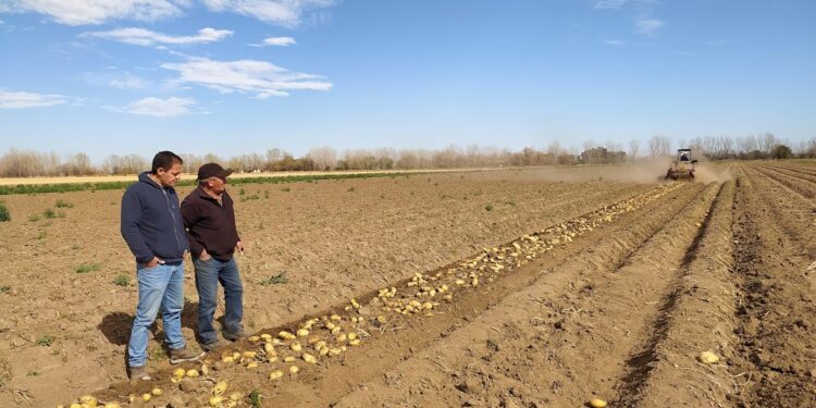 Carlos Castelli lleva 44 años sembrando papa en Villa Dolores y trabajó para que se puedan hacer dos cosechas por año en esa región