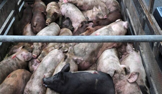 Segundo caso de Peste Porcina Africana en América: La peligrosa enfermedad saltó de República Dominicana a Haití