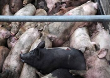 Segundo caso de Peste Porcina Africana en América: La peligrosa enfermedad saltó de República Dominicana a Haití