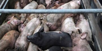 Segundo caso de Peste Porcina Africana en América: La peligrosa enfermedad saltó de República Dominicana a Haití