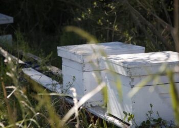 En un campo de 38 hectáreas que fue donado, ambientalistas crearon el primer parque agroecológico de Pilar