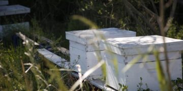 En un campo de 38 hectáreas que fue donado, ambientalistas crearon el primer parque agroecológico de Pilar