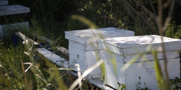 En un campo de 38 hectáreas que fue donado, ambientalistas crearon el primer parque agroecológico de Pilar