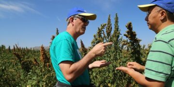 Apasionado por la quinoa, el agrónomo Daniel Bertero pretende que “se transforme en un alimento que cualquiera pueda comprar”