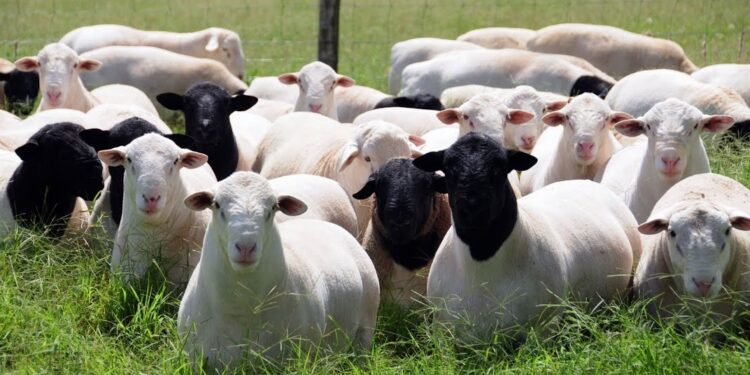 Los criadores de las razas ovinas Dorper y Dorper White tienen su propia Asociación