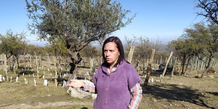 Trepando al Champaquí, la enóloga Elina Gaido montó un viñedo experimental donde además rescata las cepas olvidadas de Traslasierra