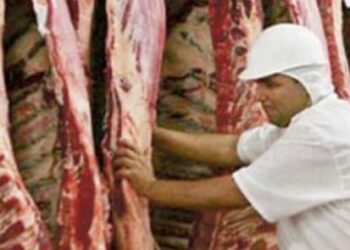 “Perdimos todos”, dicen en la cadena ganadera frente al cepo exportador. Pero es falso: los grandes frigoríficos del Consorcio ABC están faenando más cabezas que antes del cepo