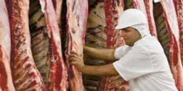 “Perdimos todos”, dicen en la cadena ganadera frente al cepo exportador. Pero es falso: los grandes frigoríficos del Consorcio ABC están faenando más cabezas que antes del cepo