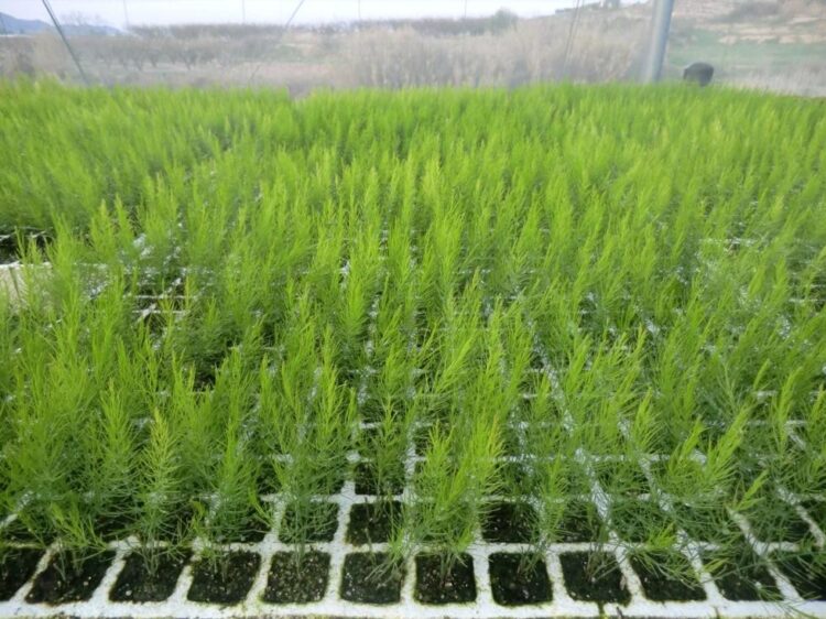 La localidad sanjuanina de Médano de Oro le escapa a los problemas de sequía y ofrece un suelo fértil para la producción de espárragos