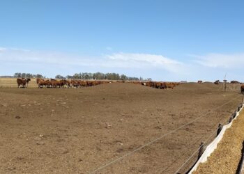 Los feedlot se están vaciando y la carne podría aumentar en los próximos meses: “Rompieron algo que funcionaba bien”, explicó Juan Eiras