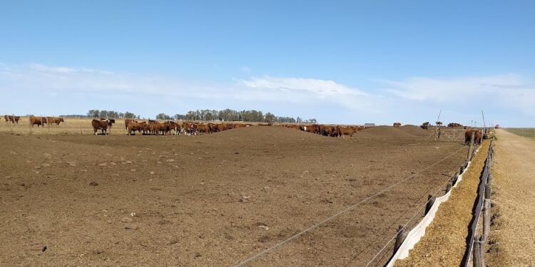Los feedlot se están vaciando y la carne podría aumentar en los próximos meses: “Rompieron algo que funcionaba bien”, explicó Juan Eiras