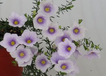 Regresa la Fiesta de la Flor en Escobar y el INTA lo celebra presentando cuatro nuevas variedades