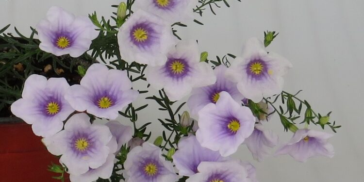 Regresa la Fiesta de la Flor en Escobar y el INTA lo celebra presentando cuatro nuevas variedades