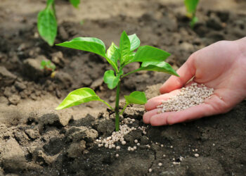 Los granos subieron, pero algunos insumos lo hicieron más: La relación insumo-producto empeoró para los principales cultivos