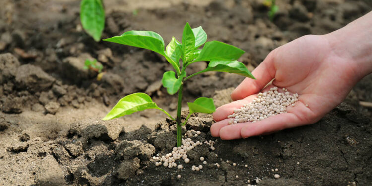 Los granos subieron, pero algunos insumos lo hicieron más: La relación insumo-producto empeoró para los principales cultivos