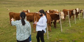 ¿En qué consiste el programa Producción Ganadera Climáticamente Inteligente y Restauración del Suelo en Pastizales Uruguayos?