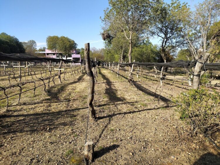Historias de Traslasierra: Goyo Aráoz de Lamadrid se enamoró del paisaje serrano de San Javier y comenzó a producir allí sus propios vinos