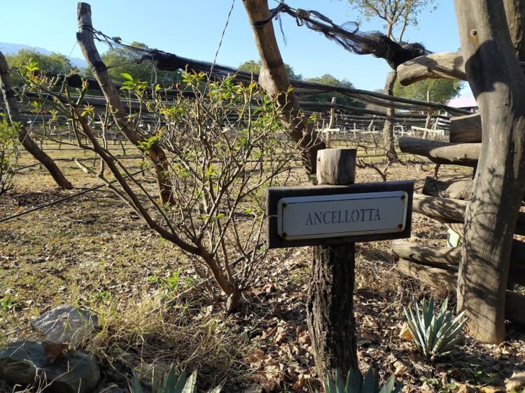 Historias de Traslasierra: Goyo Aráoz de Lamadrid se enamoró del paisaje serrano de San Javier y comenzó a producir allí sus propios vinos