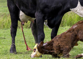 Un virólogo alertó por la falta de atención que se le presta en el país a la Diarrea Viral Bovina y pidió impulsar el testeo masivo
