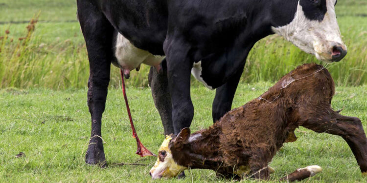 Un virólogo alertó por la falta de atención que se le presta en el país a la Diarrea Viral Bovina y pidió impulsar el testeo masivo