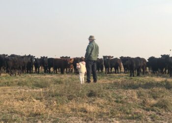 Ultra Black y Ultra Red: Alberto Mayoraz se animó a ponerle un toque más de sangre Angus a los Brangus en el norte de Santa Fe