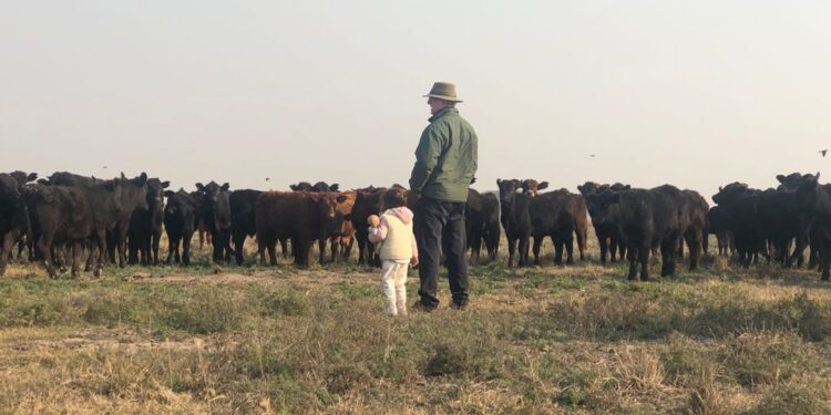 Ultra Black y Ultra Red: Alberto Mayoraz se animó a ponerle un toque más de sangre Angus a los Brangus en el norte de Santa Fe