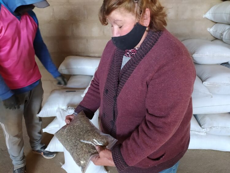 ¿De dónde viene la menta? Graciela Benegas dirige un secadero en Traslasierra y nos explicó todo el proceso, hasta antes del chicle