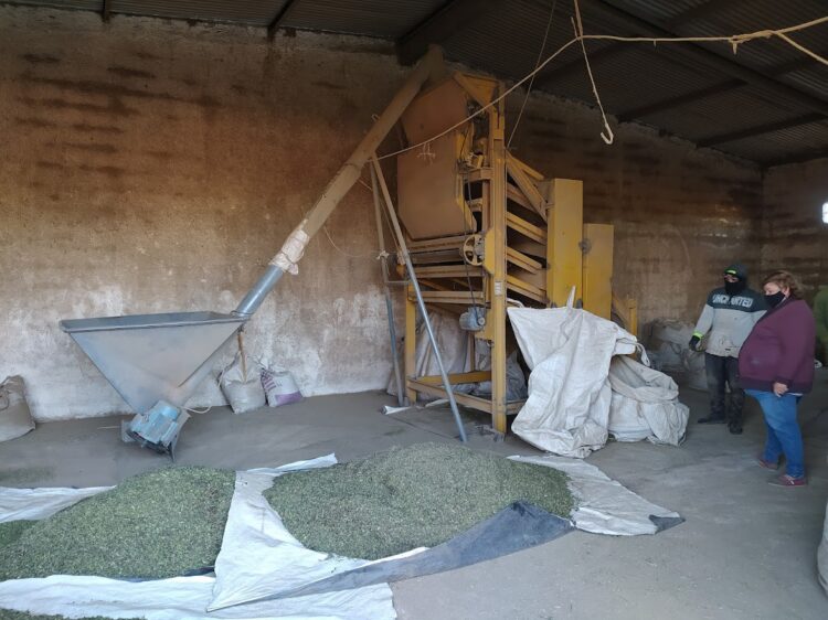 ¿De dónde viene la menta? Graciela Benegas dirige un secadero en Traslasierra y nos explicó todo el proceso, hasta antes del chicle