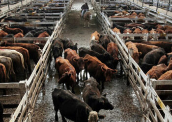 Matemática pura: Si se aplica la inflación, los precios del ganado cayeron de 15 a 20% desde mayo pasado, para que la carne baje solo 1%