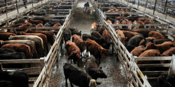 Matemática pura: Si se aplica la inflación, los precios del ganado cayeron de 15 a 20% desde mayo pasado, para que la carne baje solo 1%