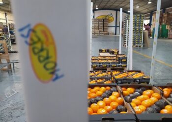 La otra carrera de los Morresi: Producen cítricos, los empacan, exportan y dan trabajo a 230 familias en la localidad de San Pedro